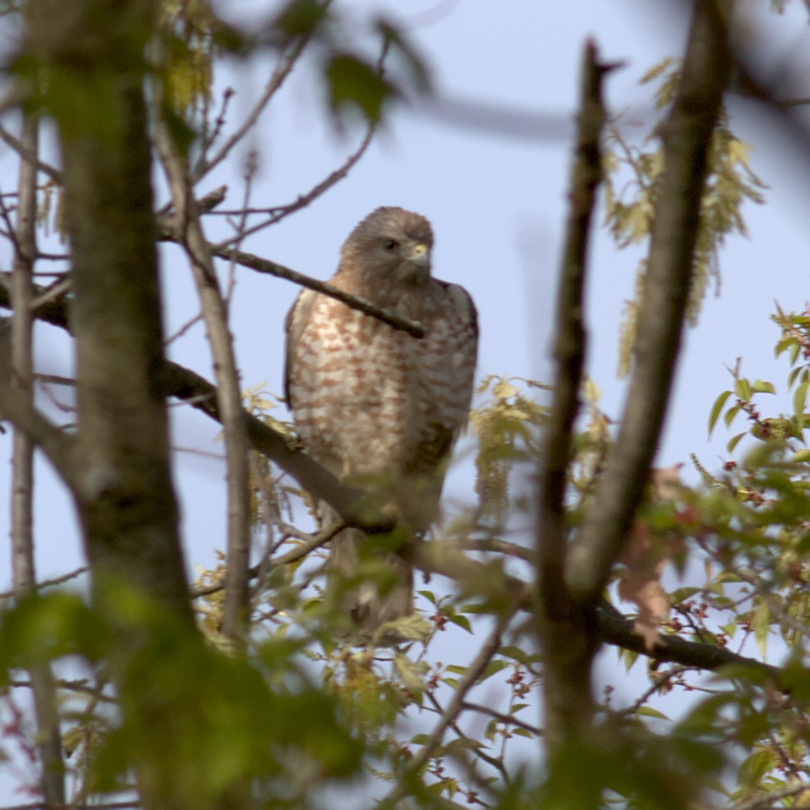 Broad-winged Hawk - ML573341831