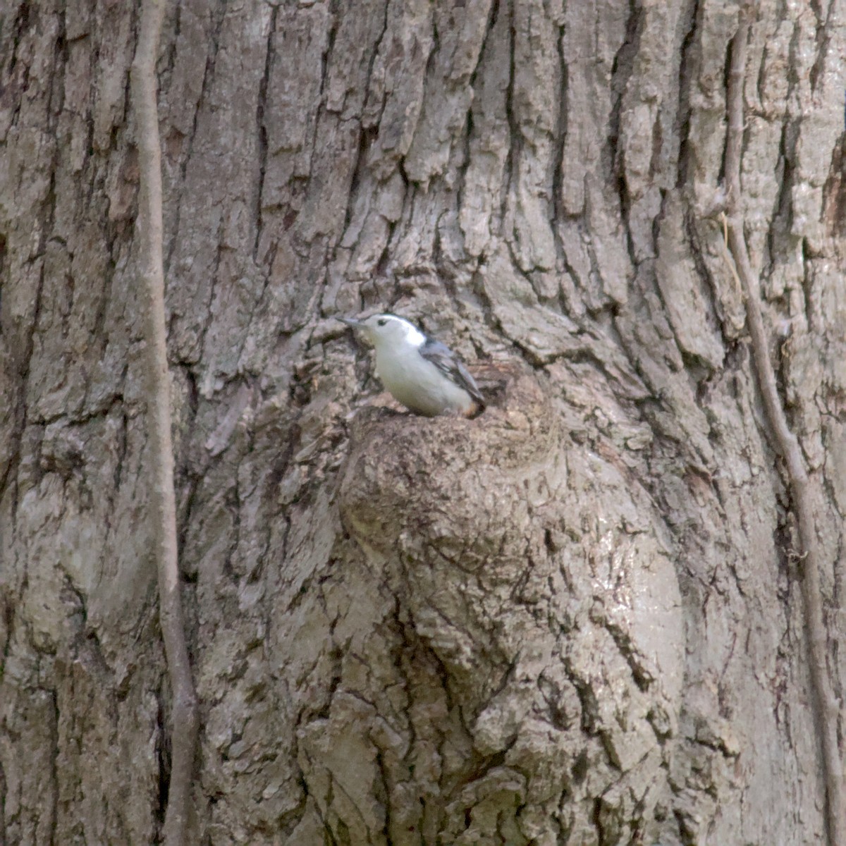 White-breasted Nuthatch - ML573341961