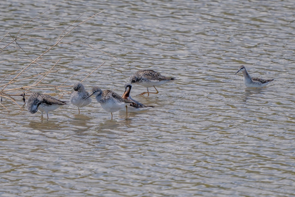 Lesser Yellowlegs - ML573341991