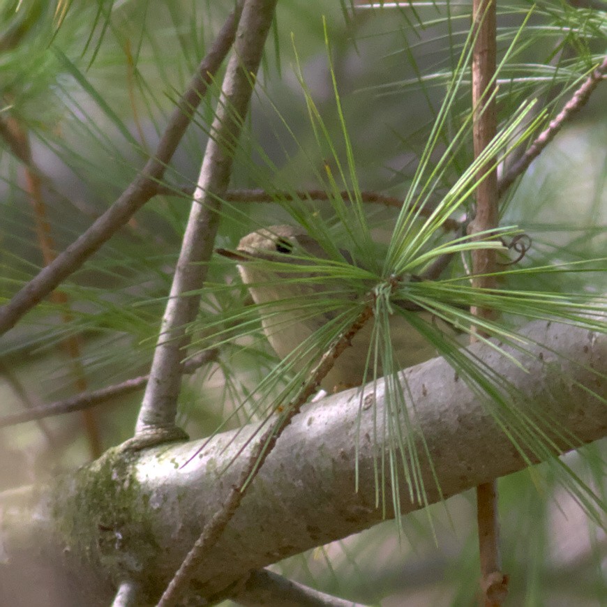 Ruby-crowned Kinglet - ML573342131