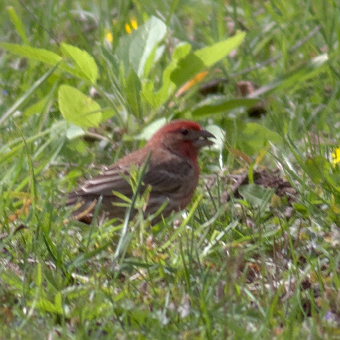 House Finch - ML573342191