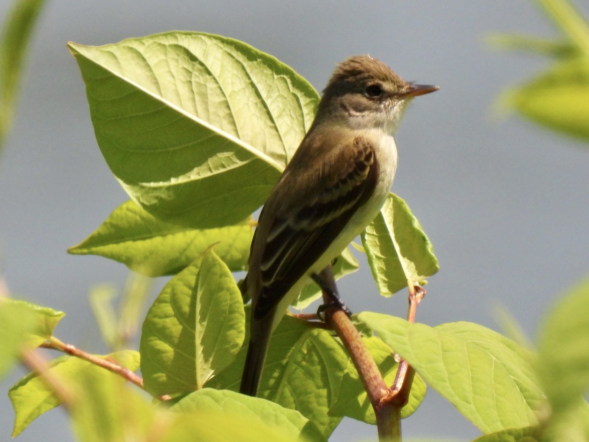 Willow Flycatcher - ML573343391