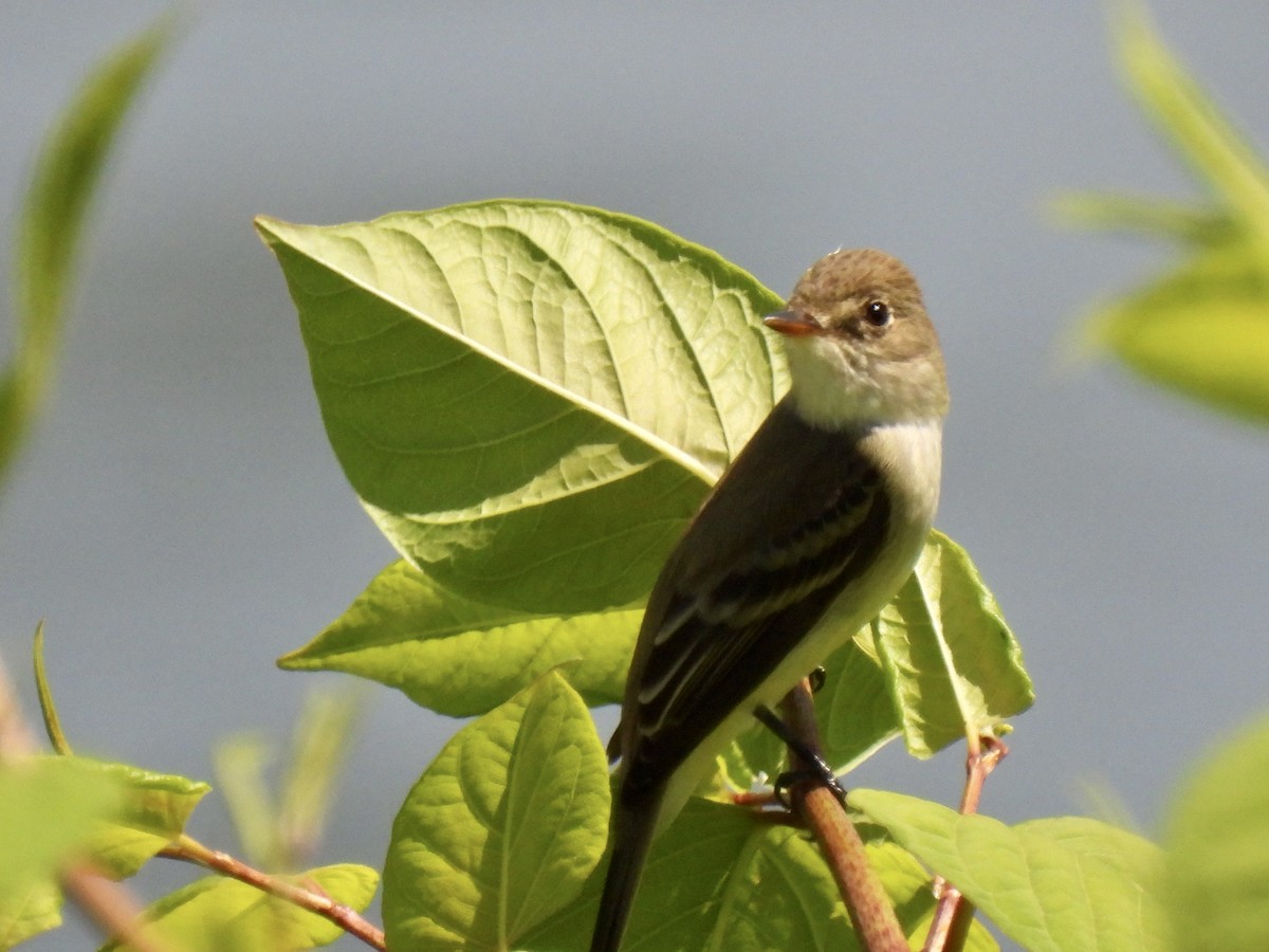 Willow Flycatcher - ML573343401