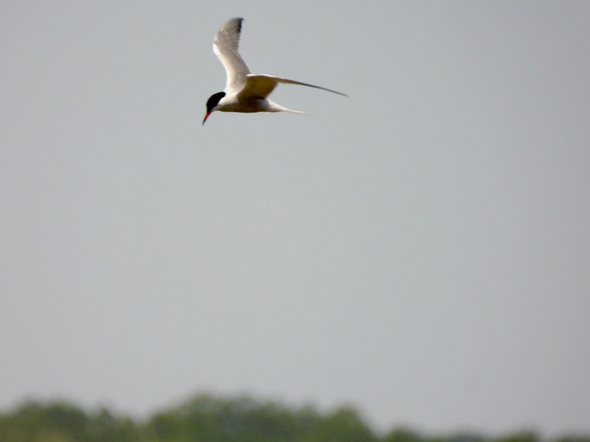 Common Tern - ML573343601