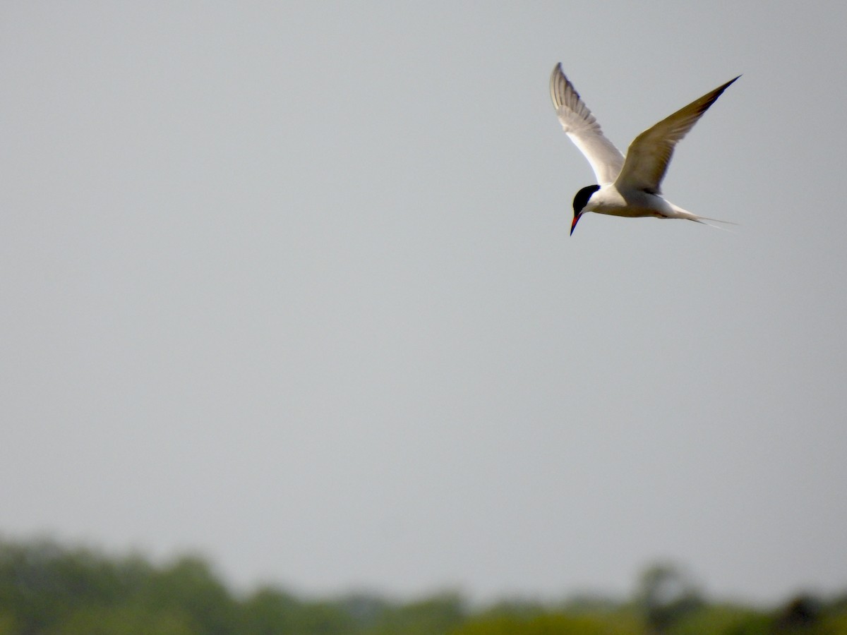 Common Tern - ML573343611