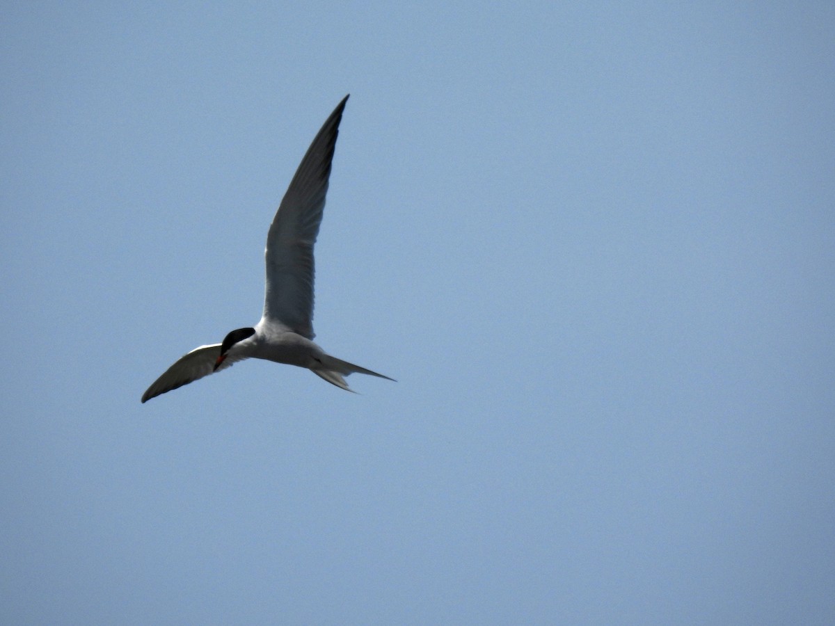 Common Tern - ML573343631