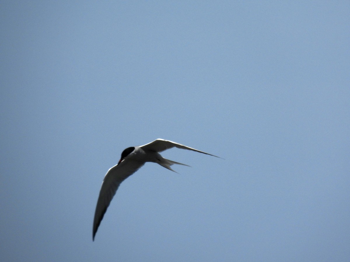 Common Tern - ML573343641