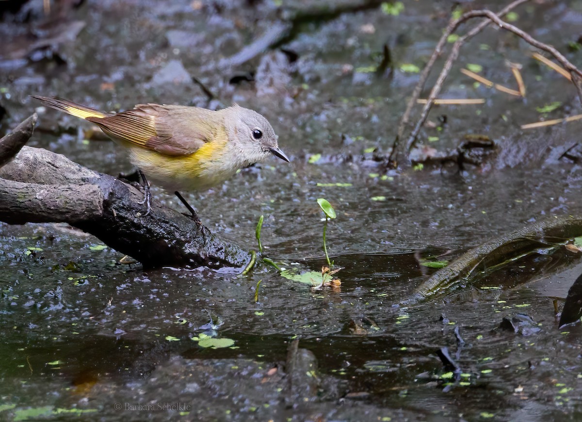 American Redstart - ML573344221