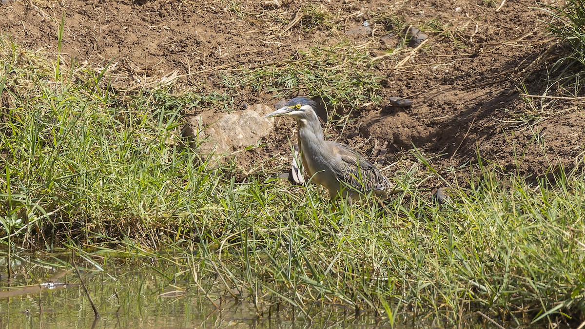 Striated Heron - ML573345451