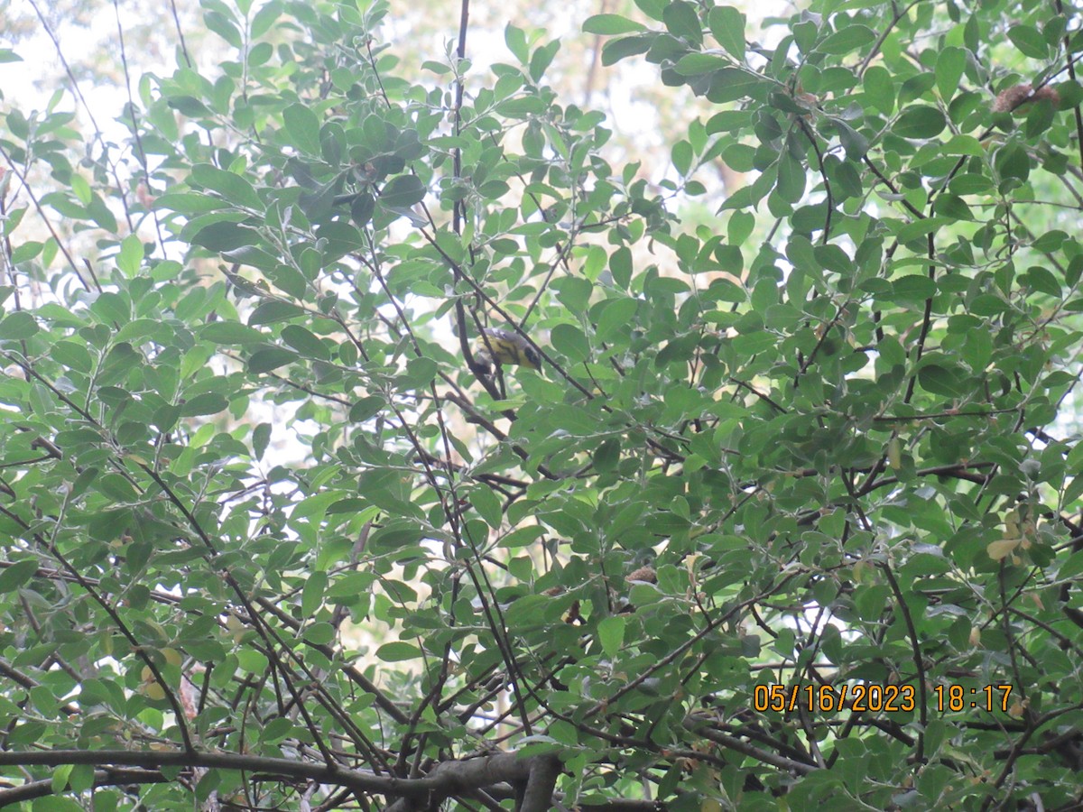 Reinita de Magnolia - ML573349551