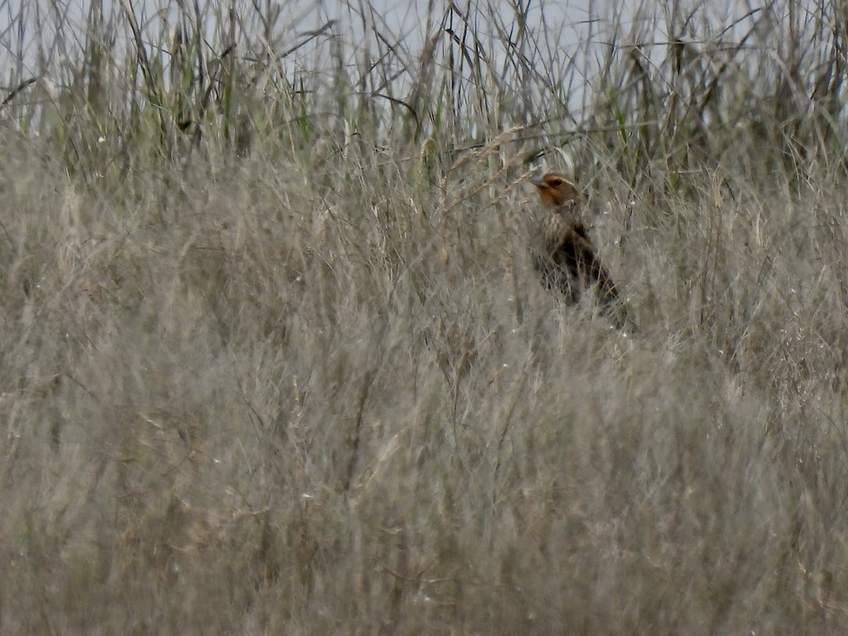 Red-winged Blackbird - ML573350301