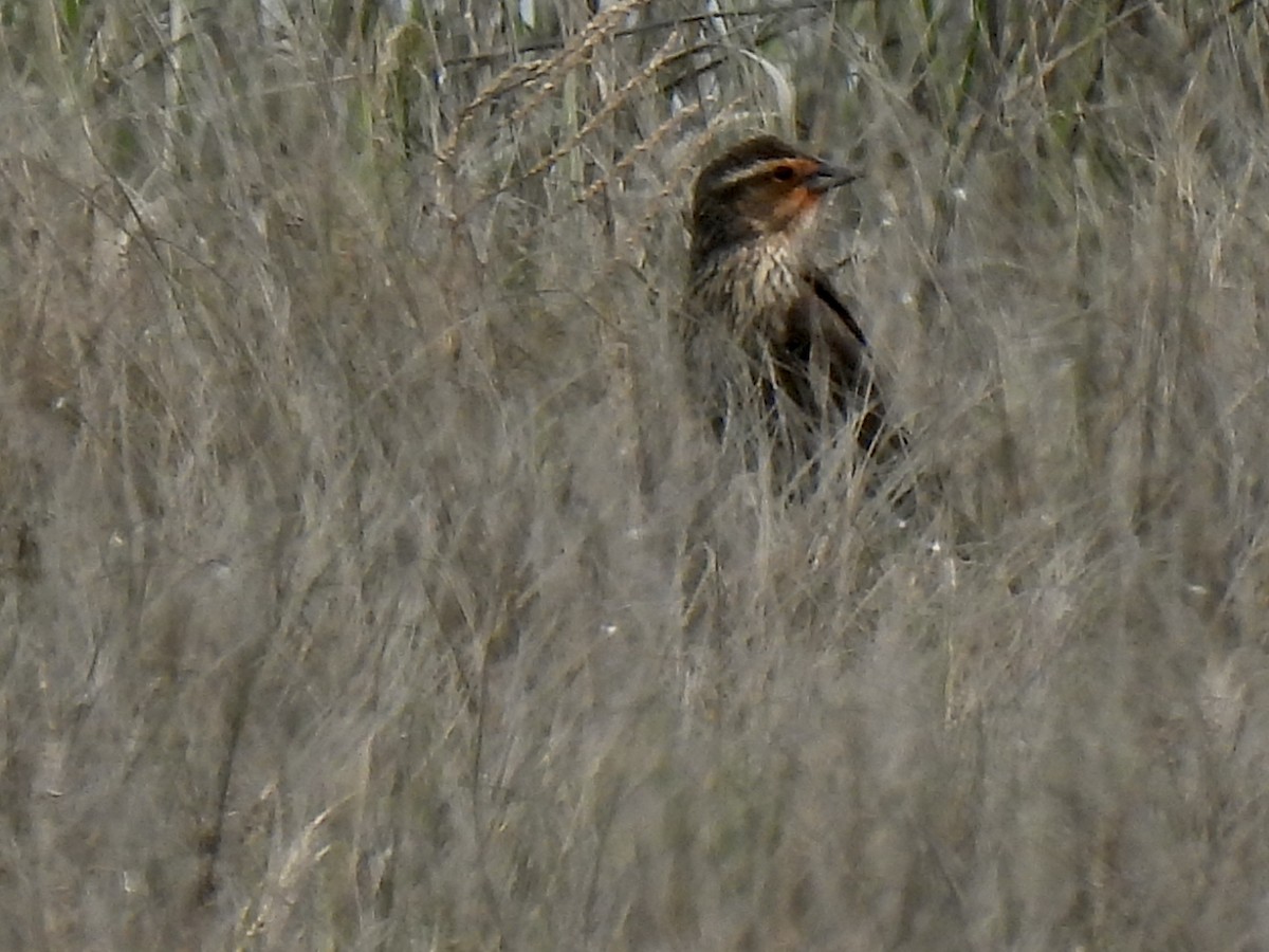 Red-winged Blackbird - ML573350331