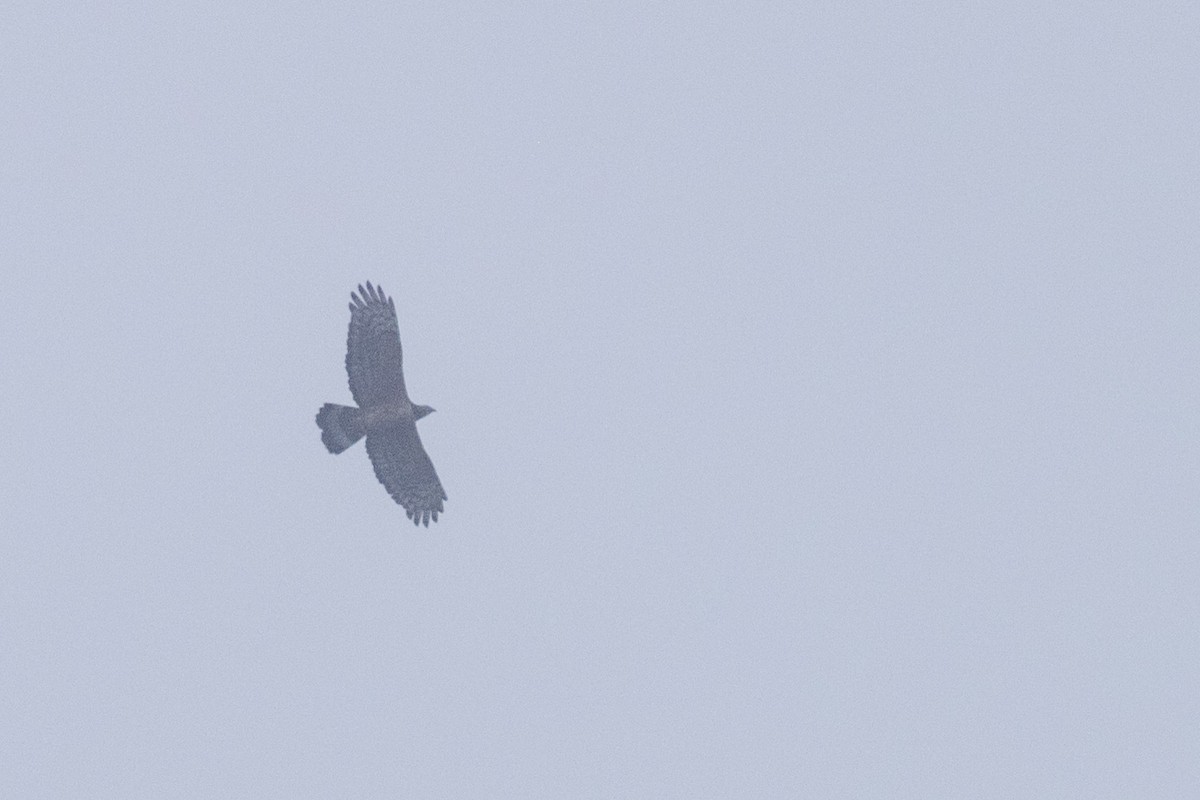 Oriental Honey-buzzard - ML573350561