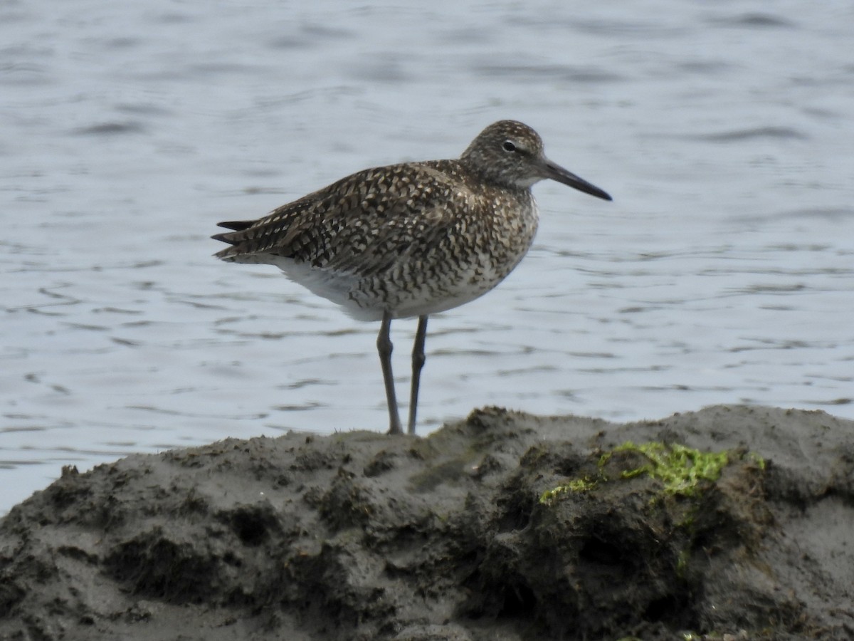 Willet - ML573350751