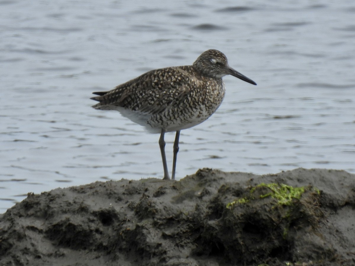 Willet - Jeff&Jenn Joffray