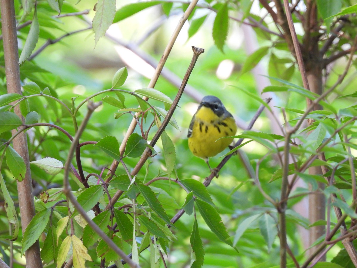 Magnolia Warbler - Brian Marra