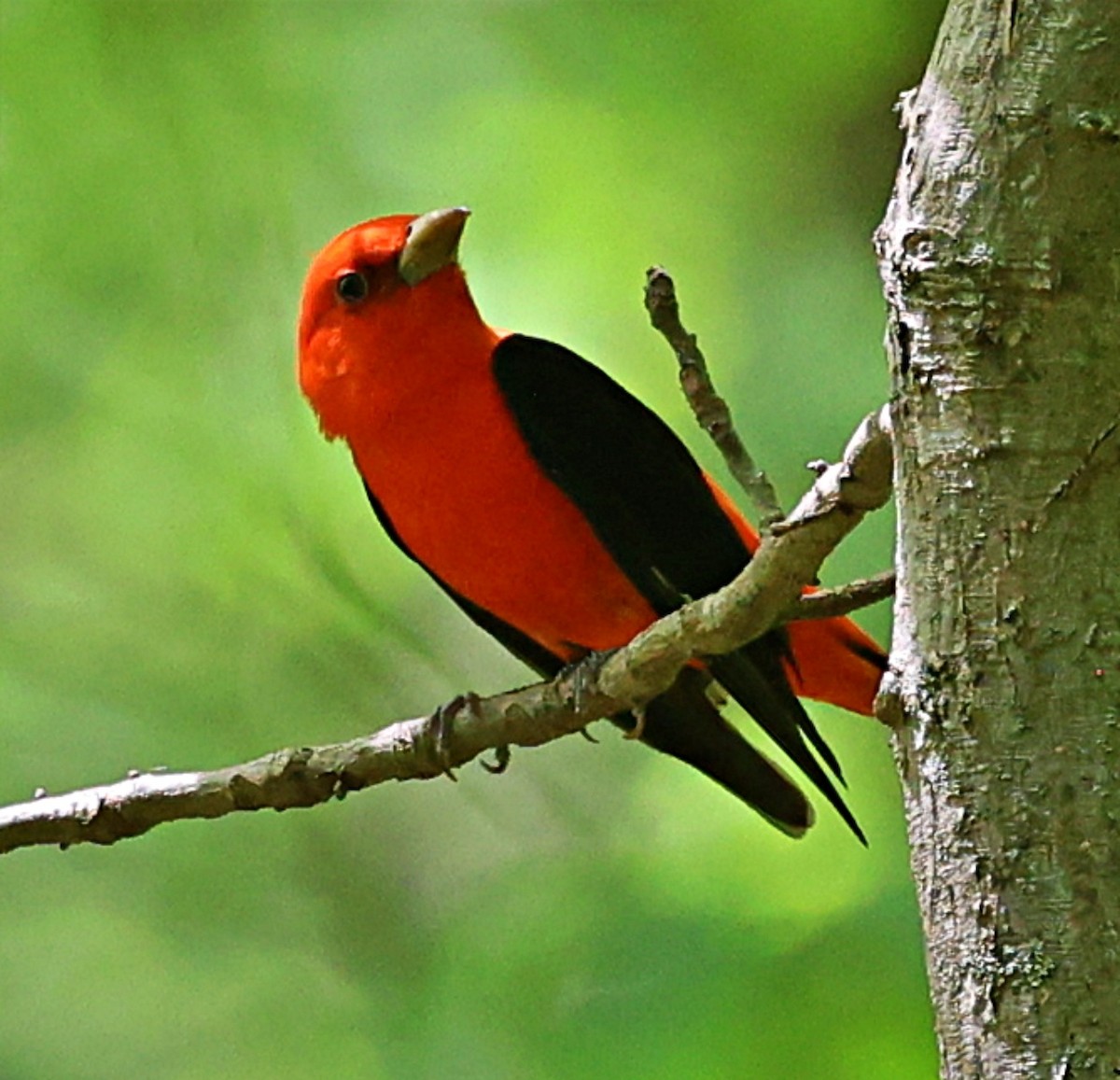 Scarlet Tanager - ML573351541