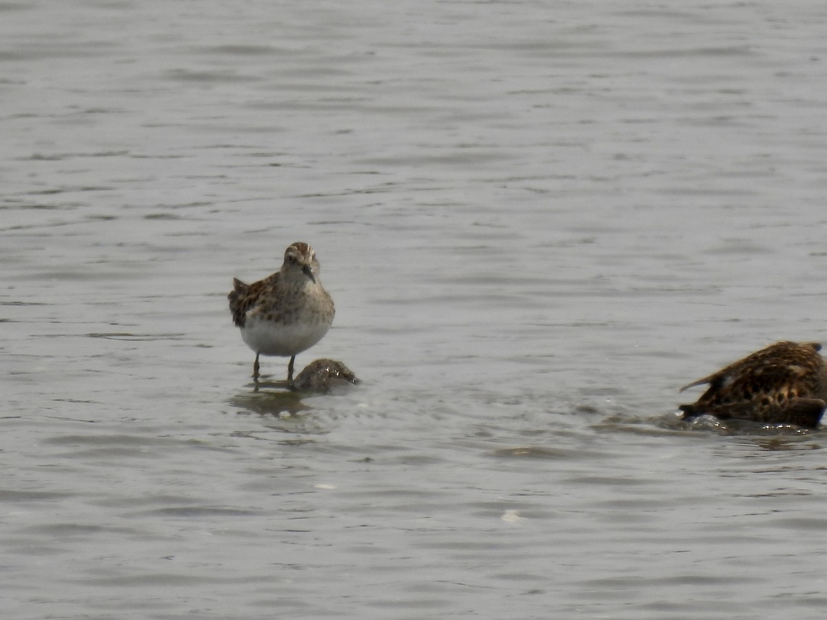 Least Sandpiper - ML573351661