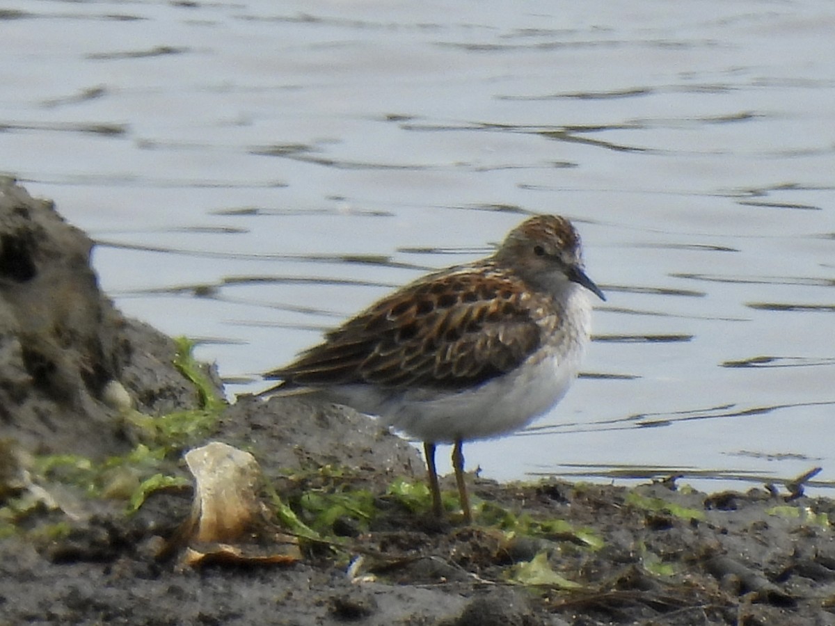 Least Sandpiper - ML573351681