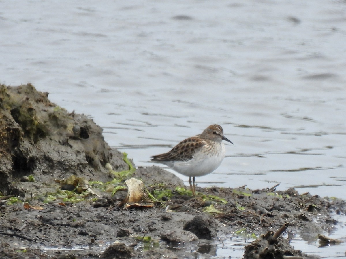 Least Sandpiper - ML573351691