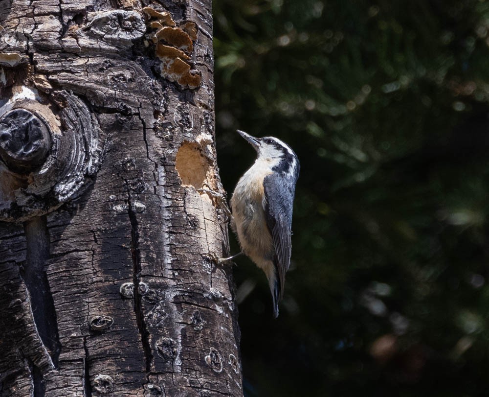Red-breasted Nuthatch - ML573351711