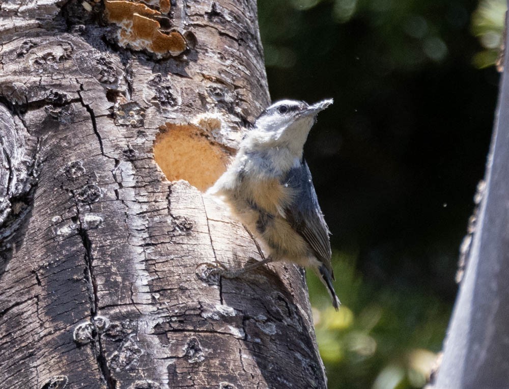 Red-breasted Nuthatch - ML573351791