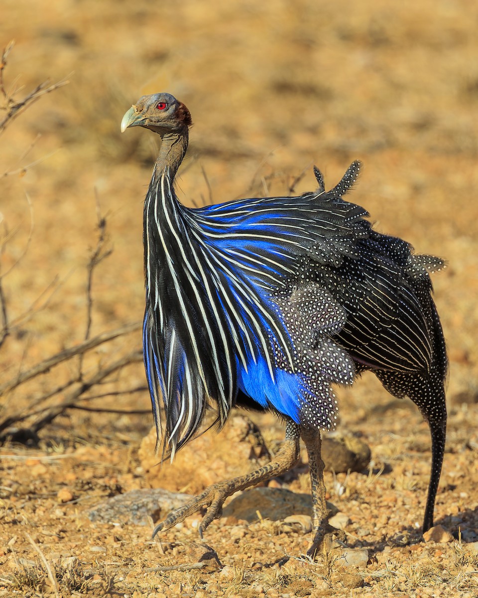 Vulturine Guineafowl - ML573351941