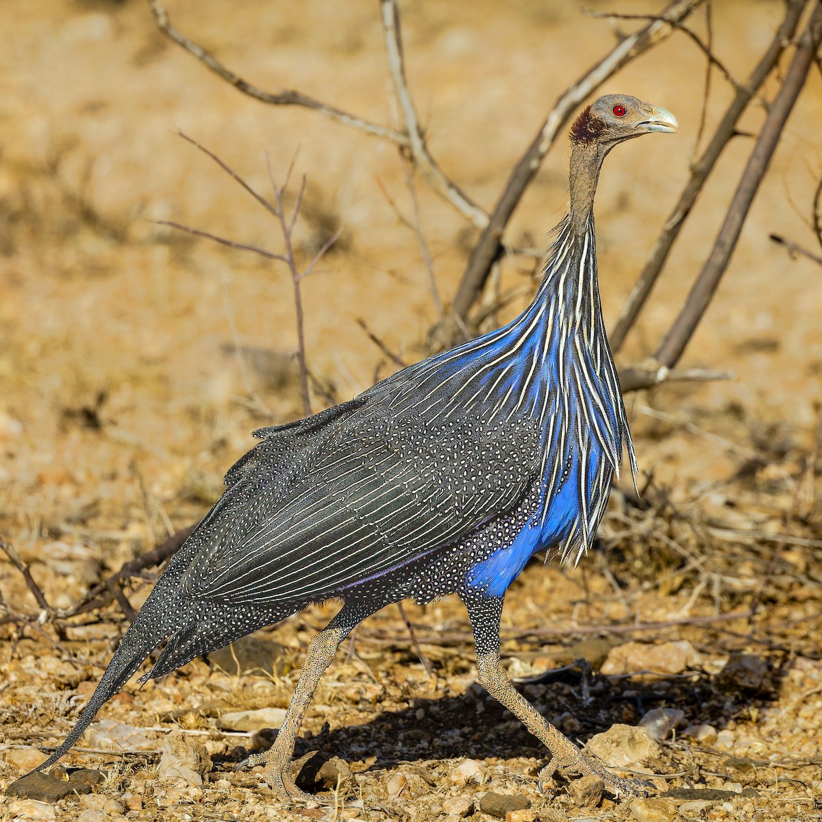 Vulturine Guineafowl - ML573351961