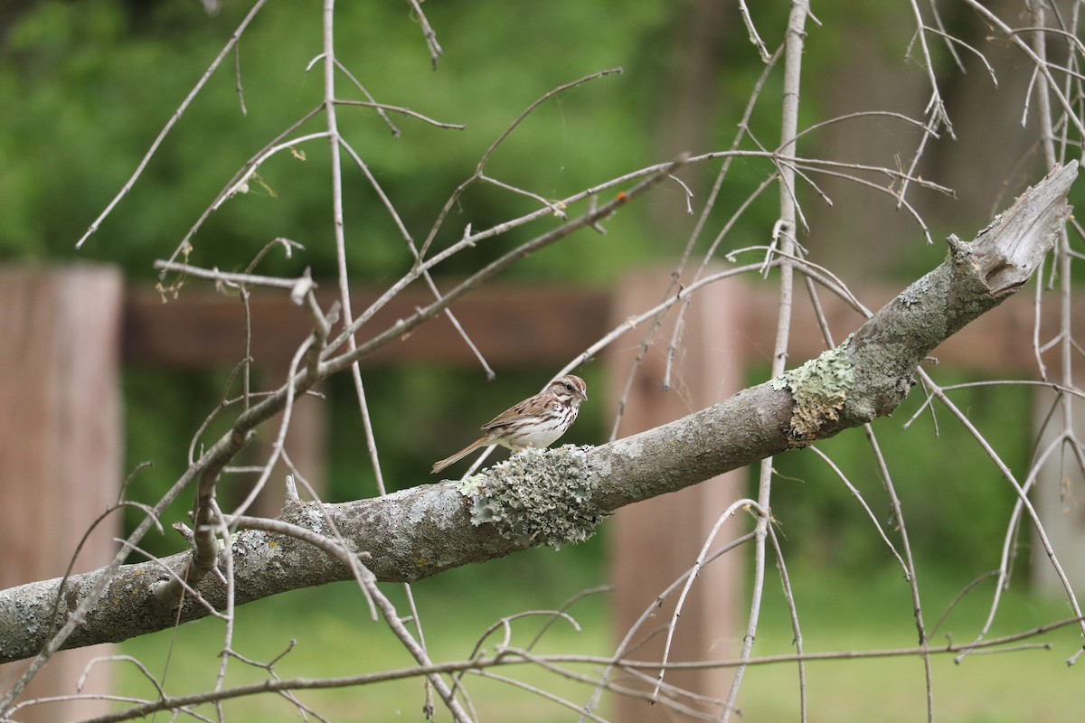 Song Sparrow - ML573353011