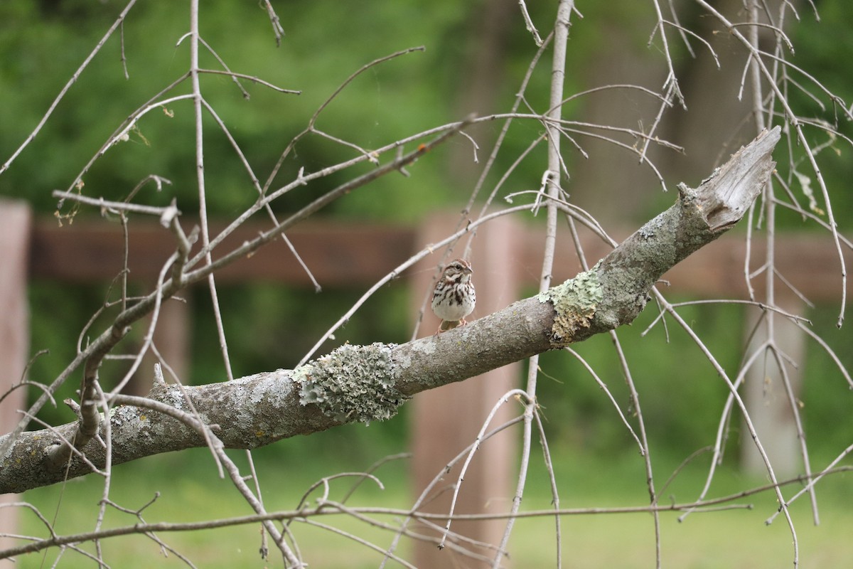 Song Sparrow - ML573353281