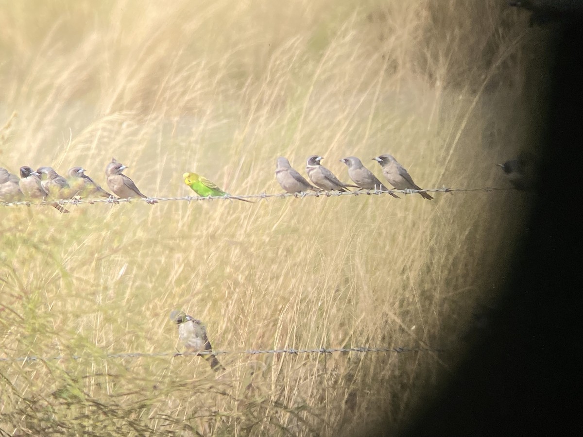 Budgerigar - ML573353561