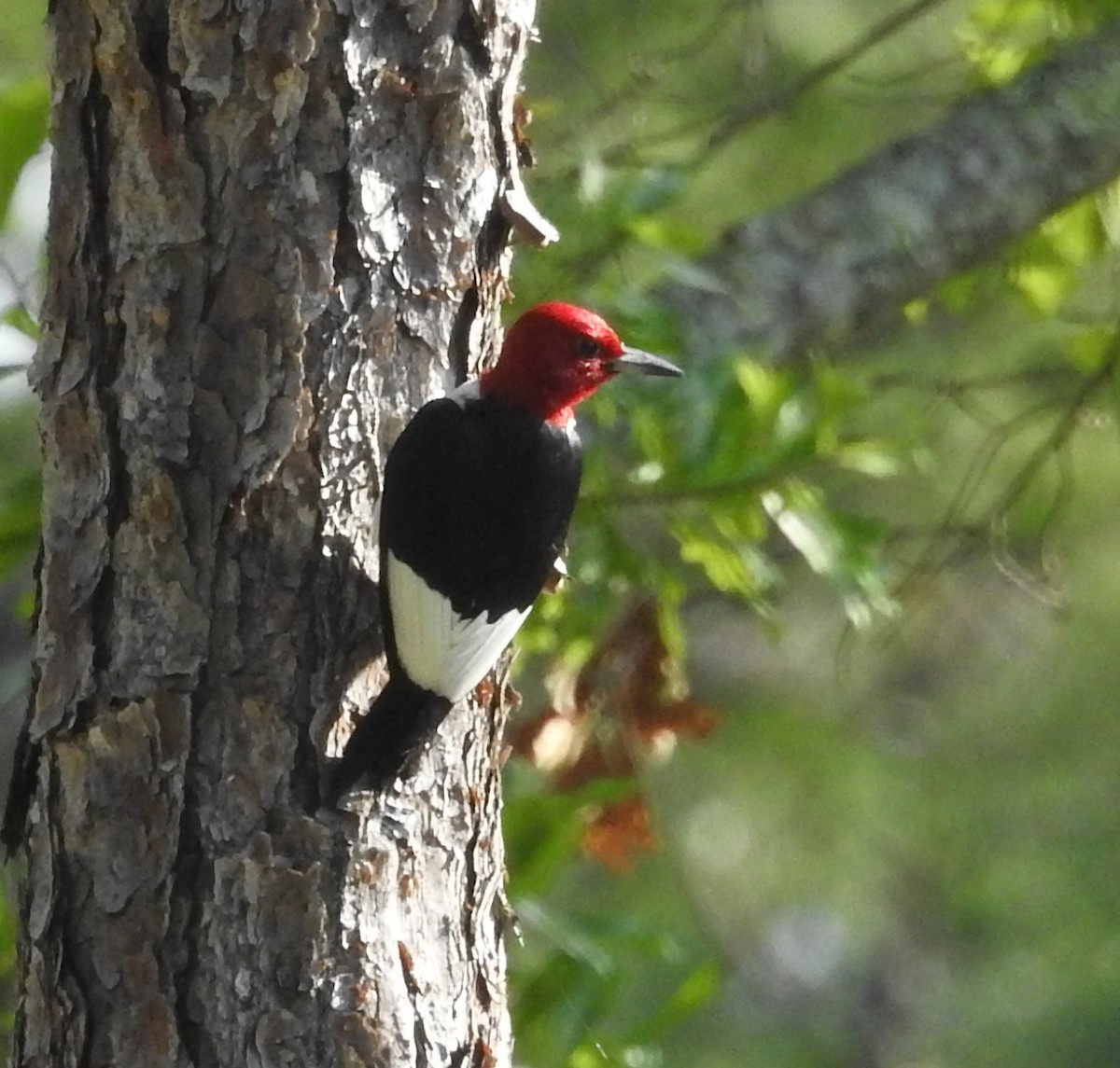 Red-headed Woodpecker - ML573354991