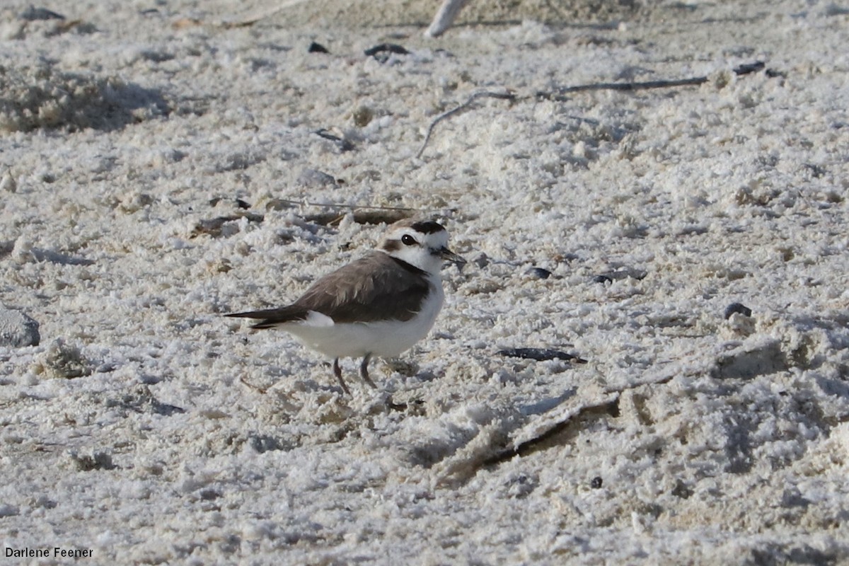 Snowy Plover - ML57335541