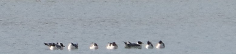 Franklin's Gull - ML57335591