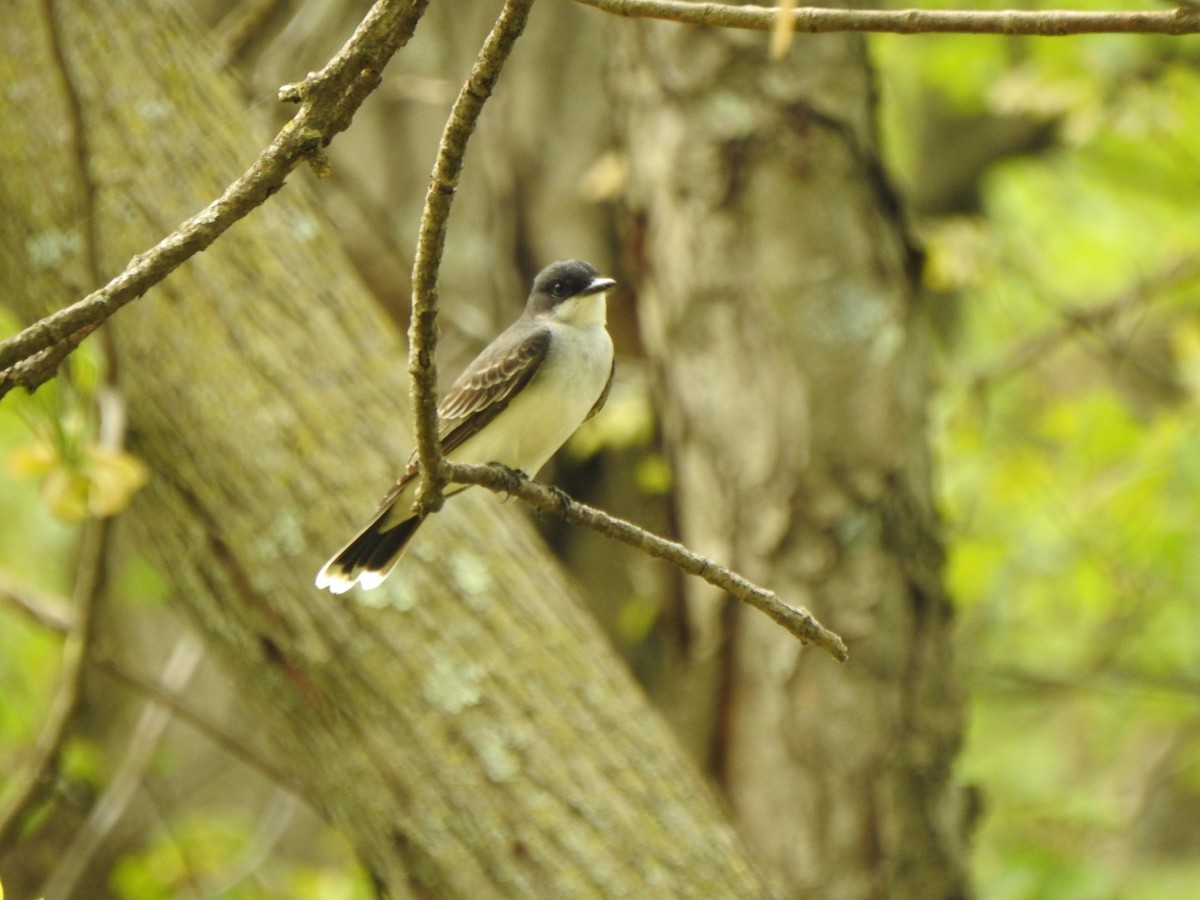 Eastern Kingbird - ML573355911