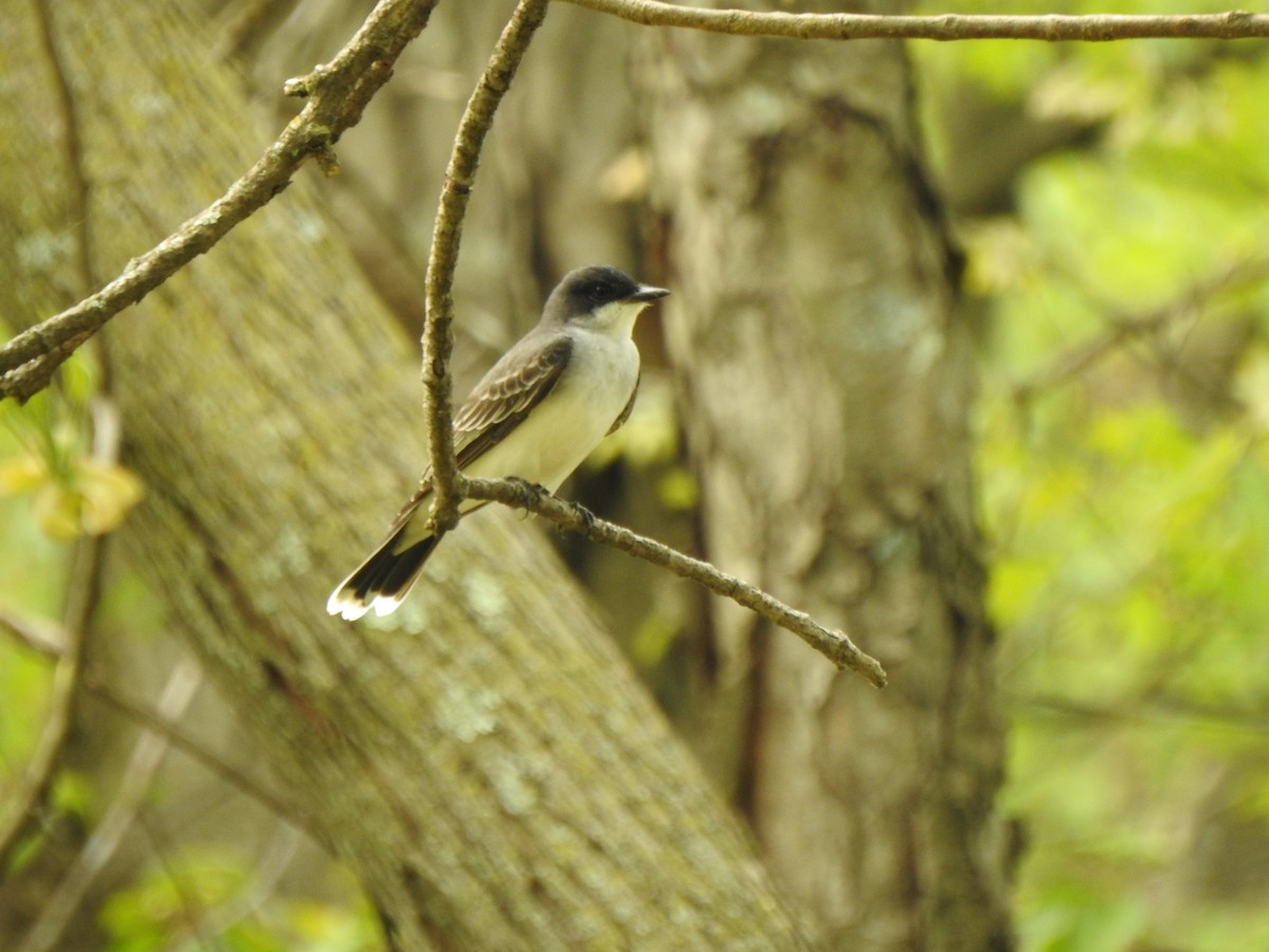 Eastern Kingbird - ML573355951