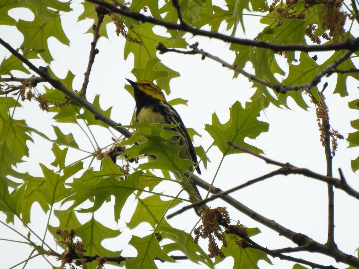 Black-throated Green Warbler - ML573356581