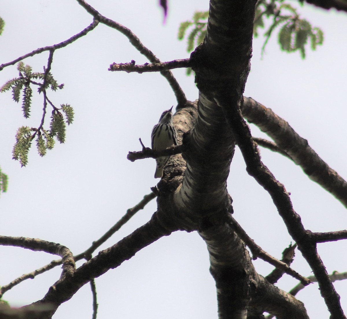 Black-and-white Warbler - ML573356711