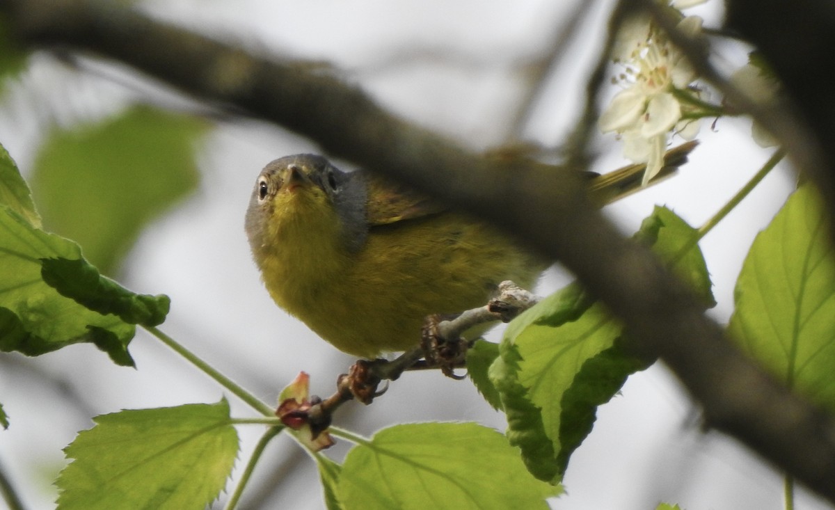 Nashville Warbler - ML573356971