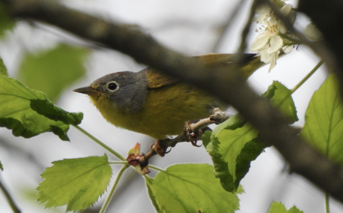 Nashville Warbler - ML573356981