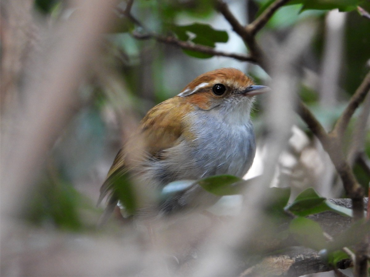 Hooded Gnateater - ML573358011