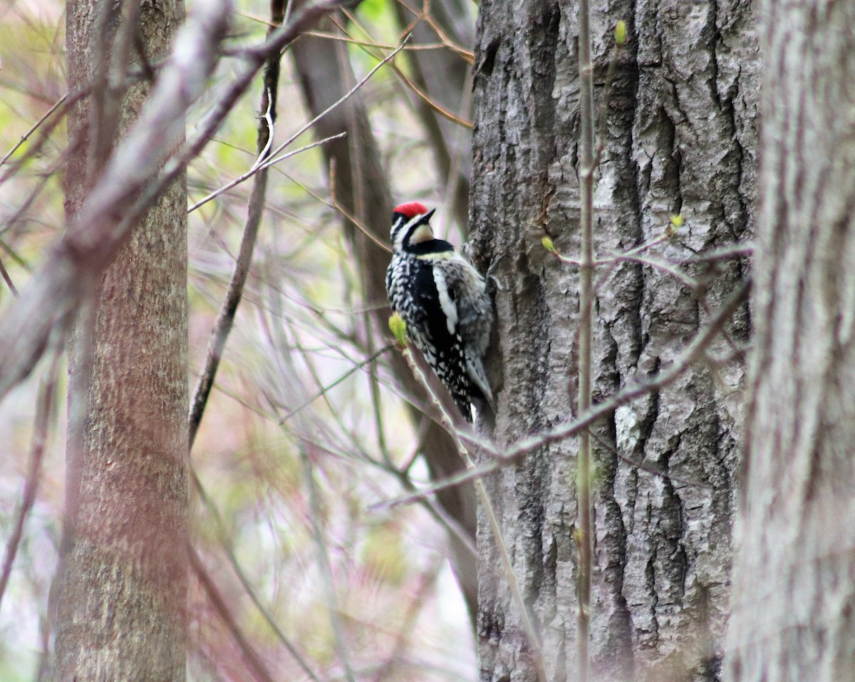 Yellow-bellied Sapsucker - Cindy Grimes