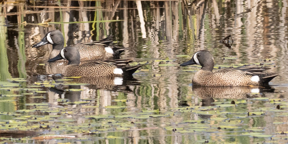 Blue-winged Teal - ML573358251