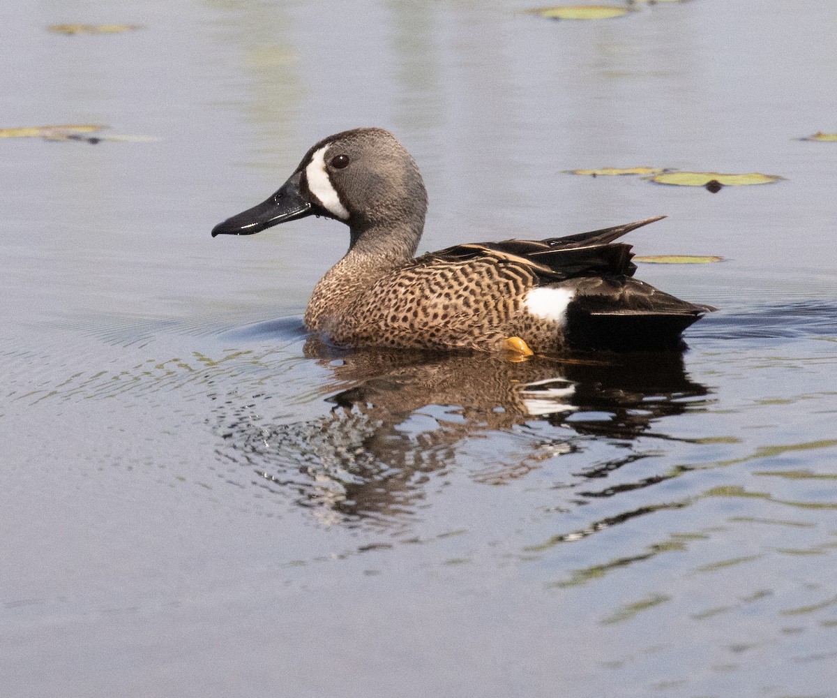 Blue-winged Teal - ML573358261