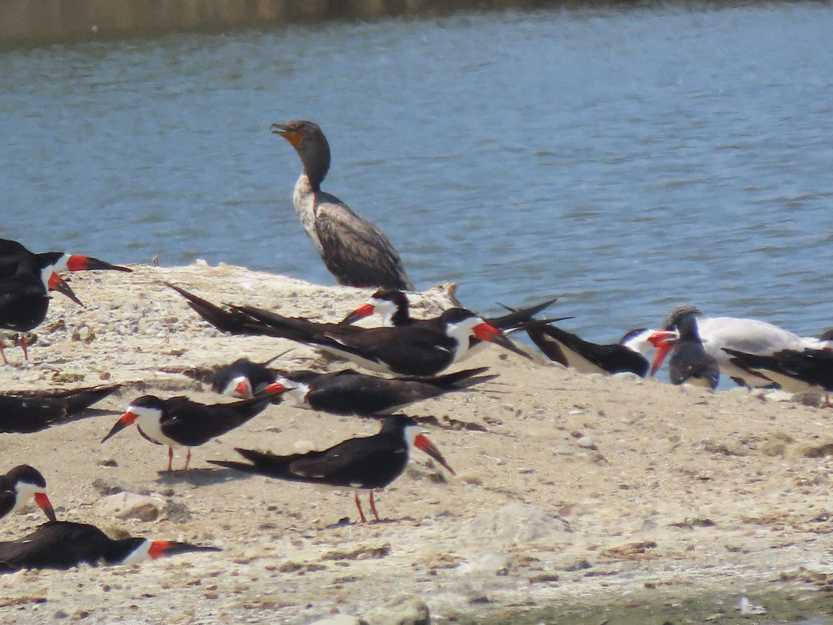 cormorant sp. - ML573360171