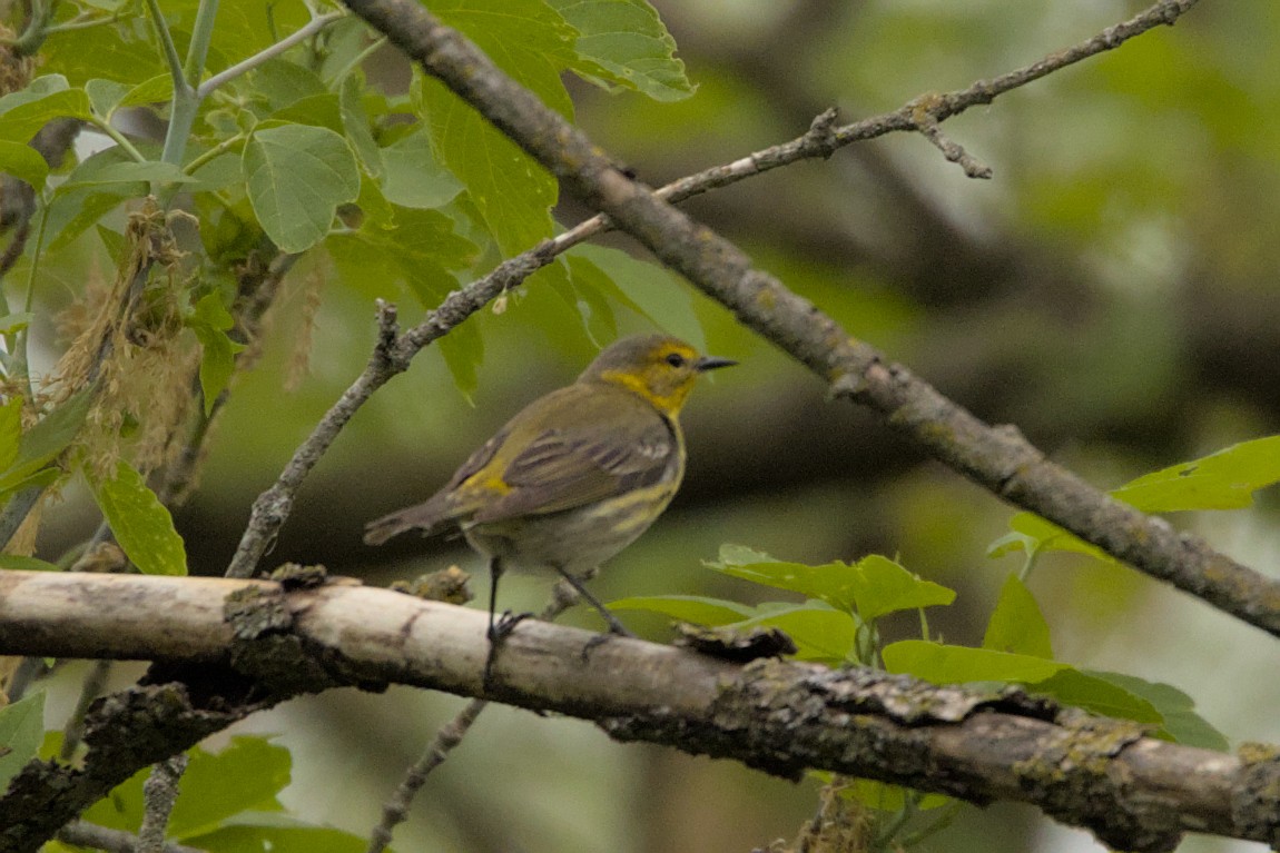 Cape May Warbler - ML573360851