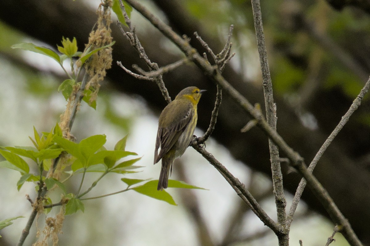 Cape May Warbler - ML573360861
