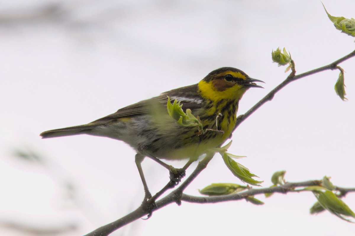 Cape May Warbler - Clayton Fitzgerald