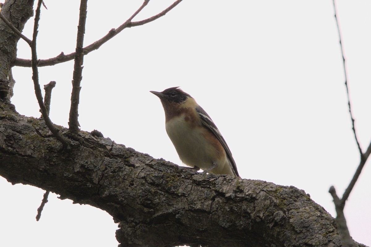 Bay-breasted Warbler - Clayton Fitzgerald