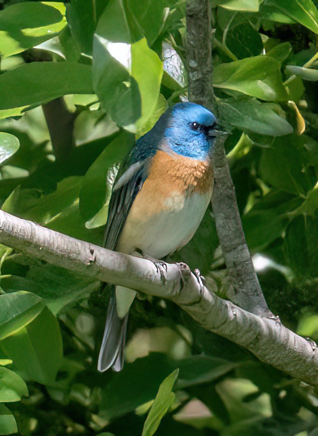 Lazuli Bunting - ML573361641